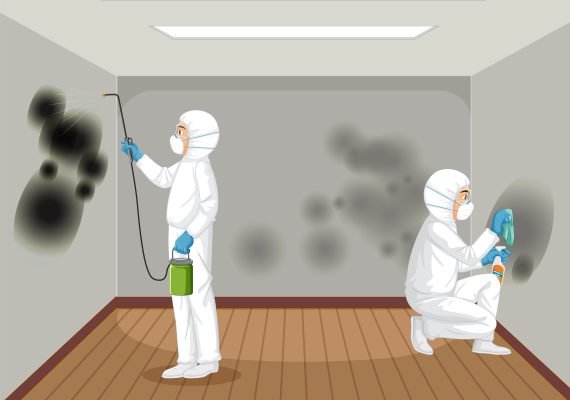 Effective Steps in Mold Remediation