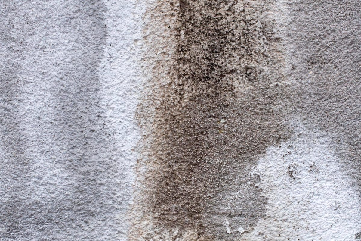 Health Hazards Associated with a Damp Carpet