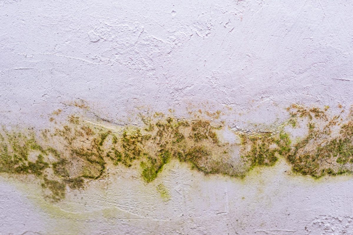 Importance of addressing mold issues in Dallas homes